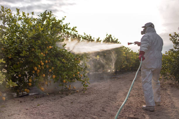 Flea Control Services in Bartonville, TX