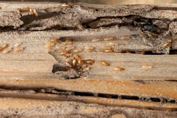 Best Exterminator Services  in Bartonville, TX